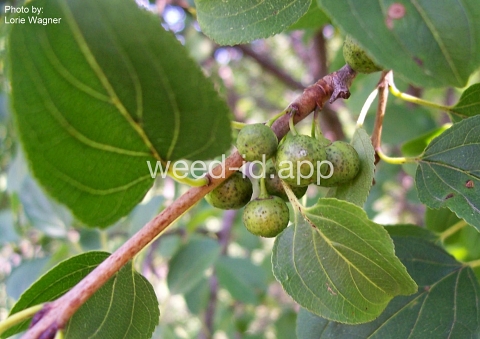 buckthorn, European